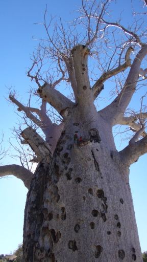 758 year old Boab tree